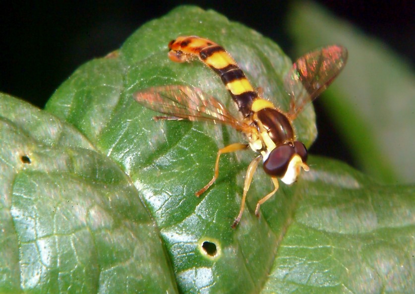 Farfalla e altri insetti